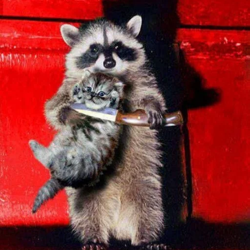 животное млекопитающее енот