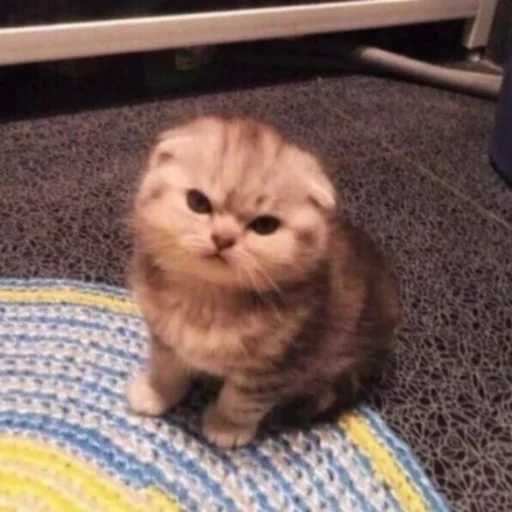 кошка животное кошки малого и среднего размера