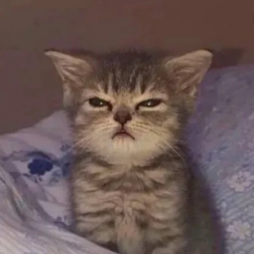 животное млекопитающее кошка