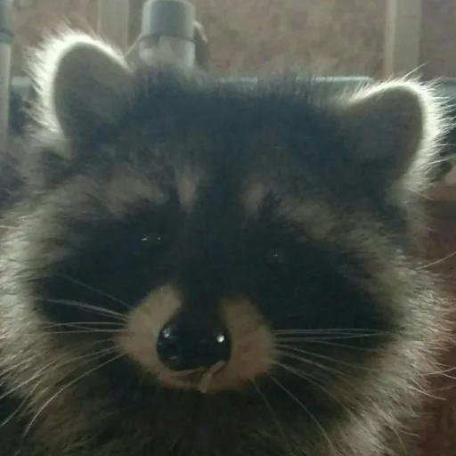 животное млекопитающее енот