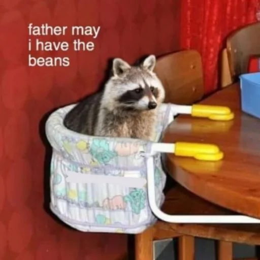 енот животное мебель