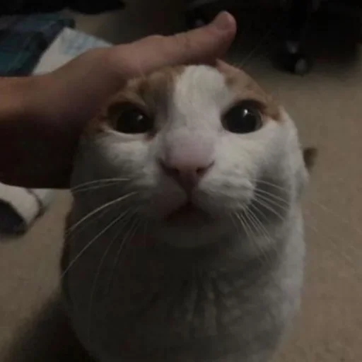 кошка домашняя кошка кошки малого и среднего размера