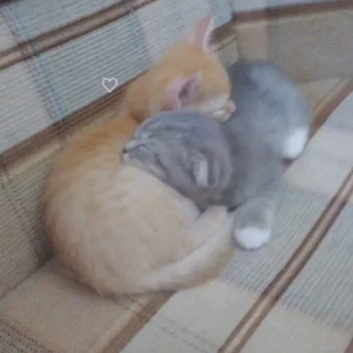 животное млекопитающее комнатный