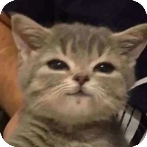 Sticker curvatura - 1