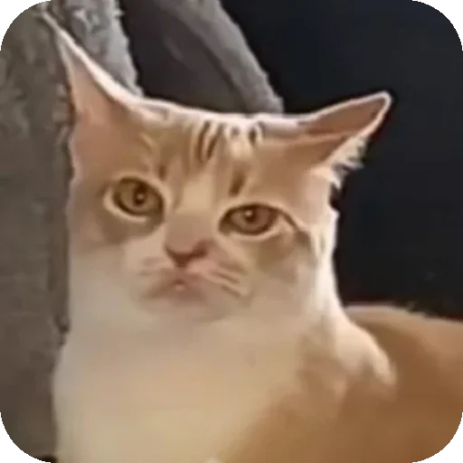 Стикер curvatura - 1