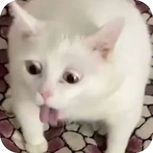 Sticker curvatura - 1