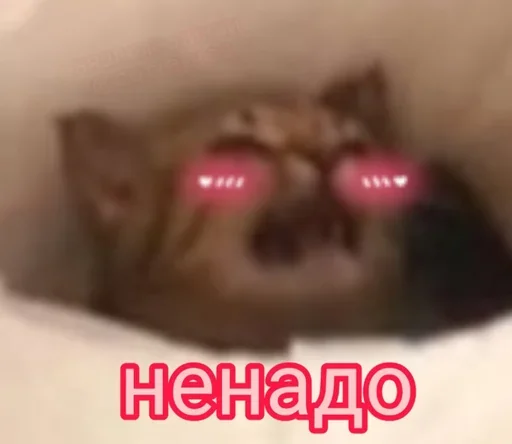 Cute Cats @anime4_arts - 