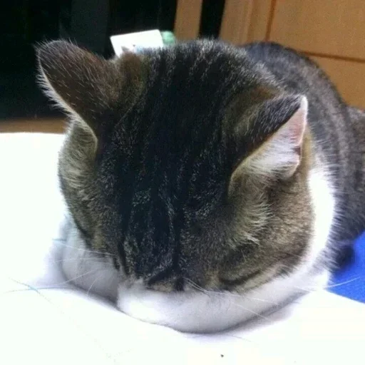 Sticker ต(=ω=)ต..nyaa - 7