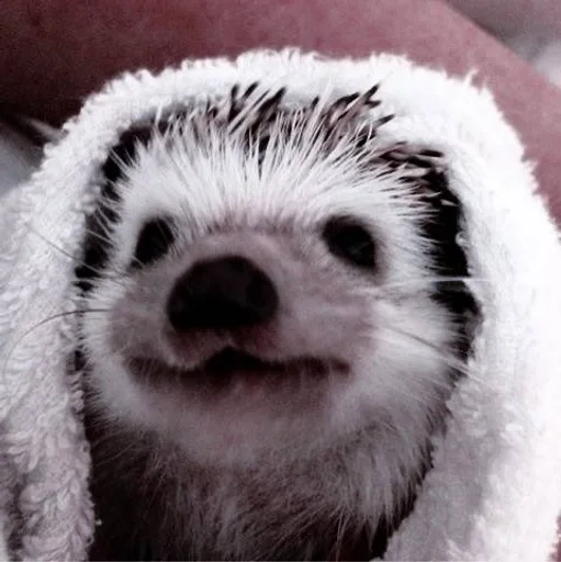 млекопитающее животное мех