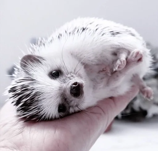 млекопитающее животное рыло