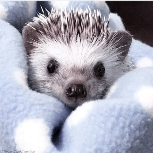 животное млекопитающее ёж