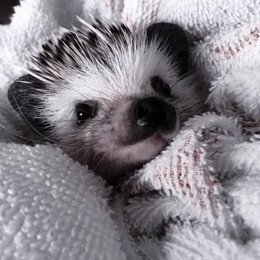 млекопитающее животное щенок