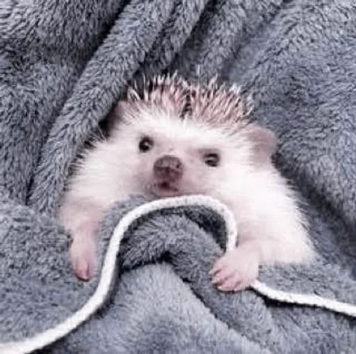 животное млекопитающее ёж