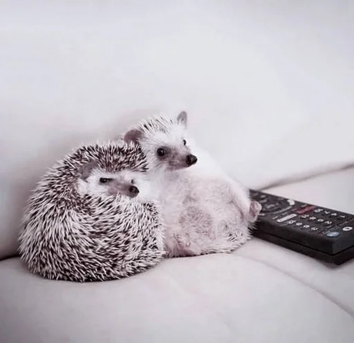 ёжики :: @fStikBot - животное