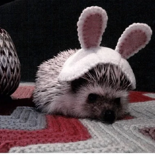 млекопитающее животное комнатный