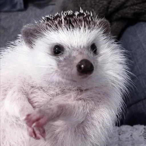 животное млекопитающее ёж