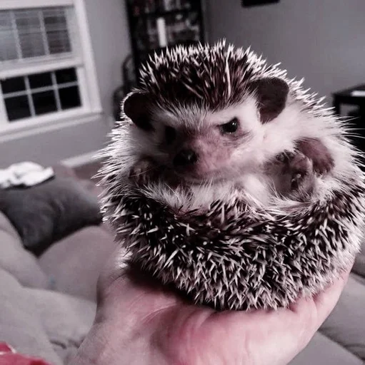 животное млекопитающее ёж