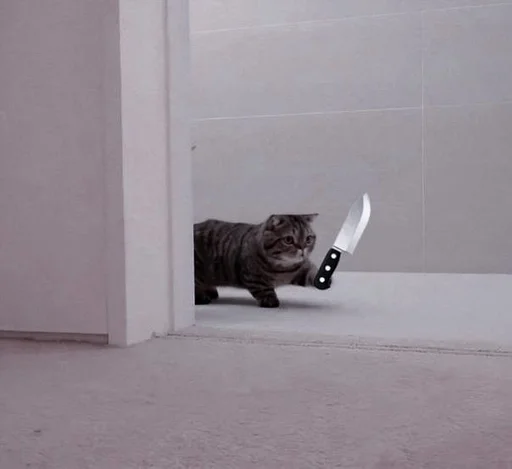 стена этаж кошка