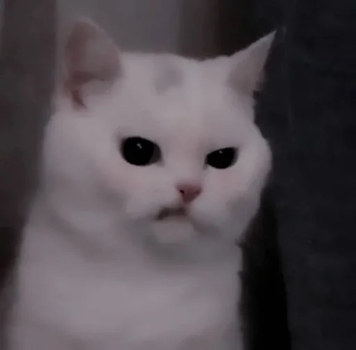 животное млекопитающее кошка