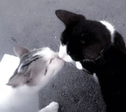 животное кошки малого и среднего размера млекопитающее