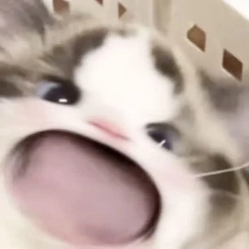 Стикер cutecatbynhyunn - 1