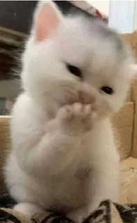 Sticker Miauw 나현 - 0