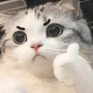 Sticker Miauw 나현 - 5