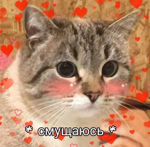 /ᐠ. ｡.ᐟ\ᵐᵉᵒʷ ˎˊ˗ @noona_stickers - 