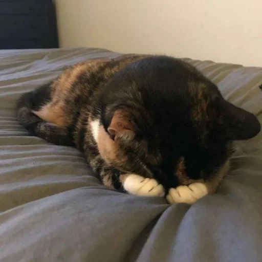 комнатный кошки малого и среднего размера животное