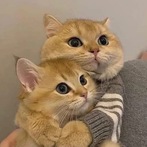 животное млекопитающее кошка