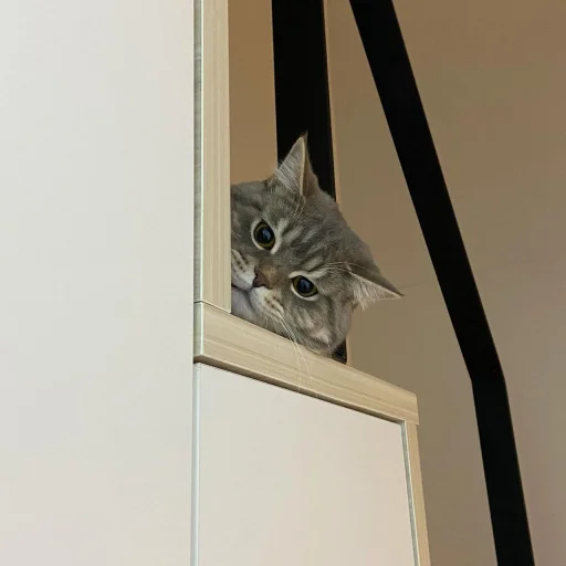 wall small to medium-sized cats indoor