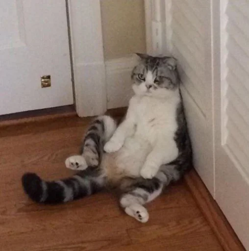 small to medium-sized cats animal mammal