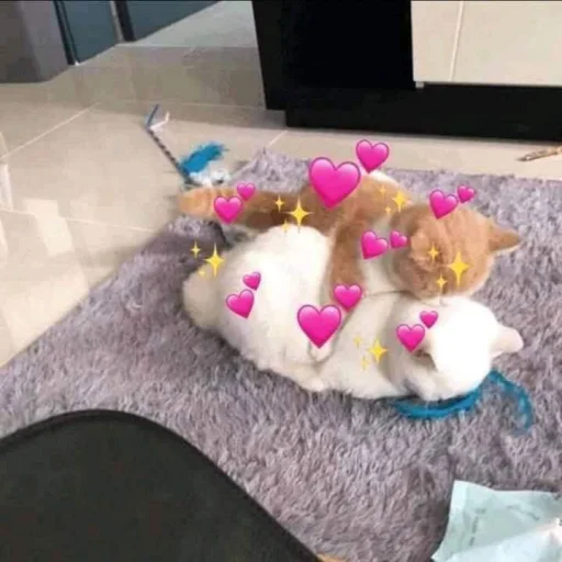 комнатный млекопитающее кошки малого и среднего размера