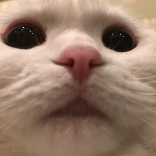 млекопитающее животное кошка