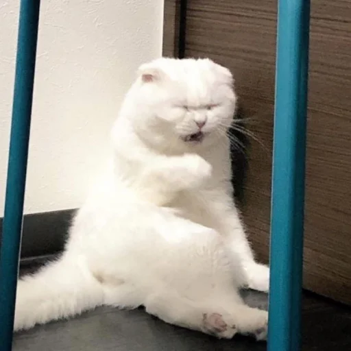 animal mammal small to medium-sized cats