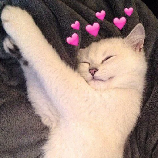 mammal animal small to medium-sized cats