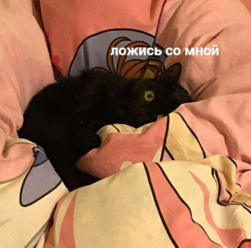 indoor small to medium-sized cats felidae