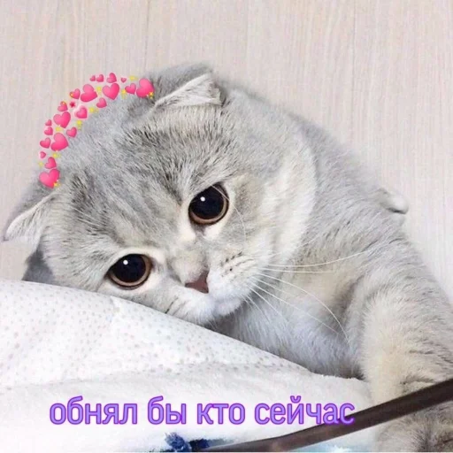 cat animal small to medium-sized cats