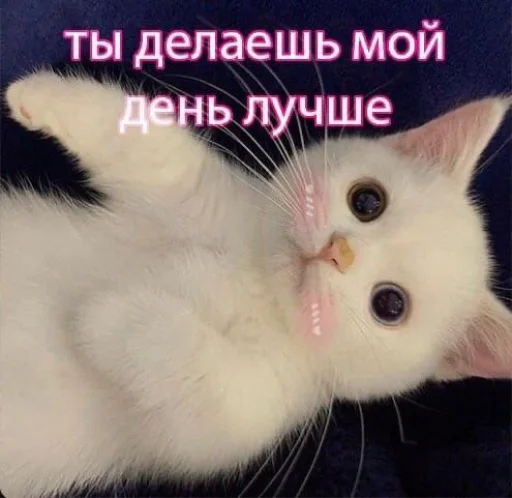 animal mammal domestic cat