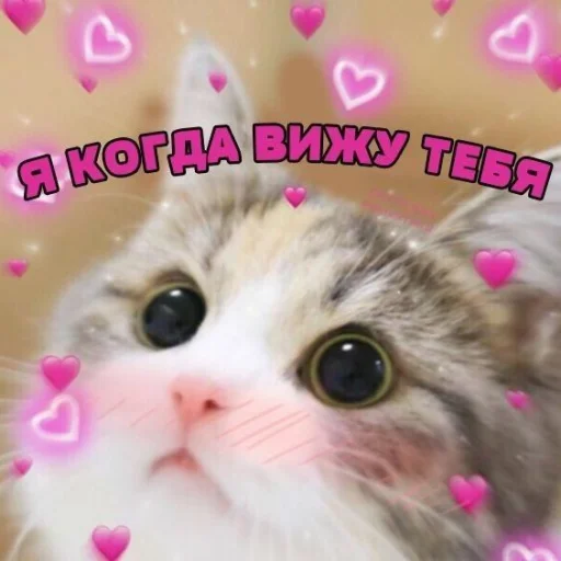 mammal animal small to medium-sized cats