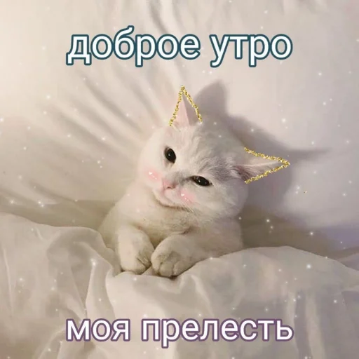 животное млекопитающее кошки малого и среднего размера