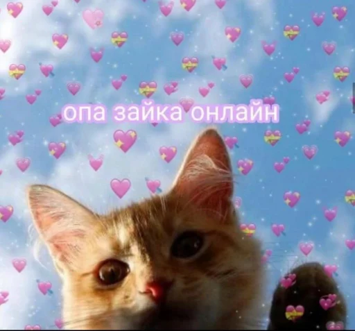 кошка кошки малого и среднего размера домашняя кошка