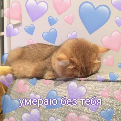 кошки малого и среднего размера животное комнатный