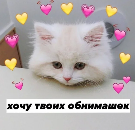 small to medium-sized cats cat mammal