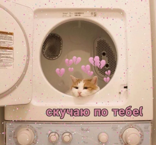 cat animal home appliance