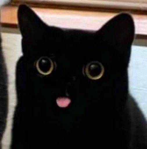 animal small to medium-sized cats mammal