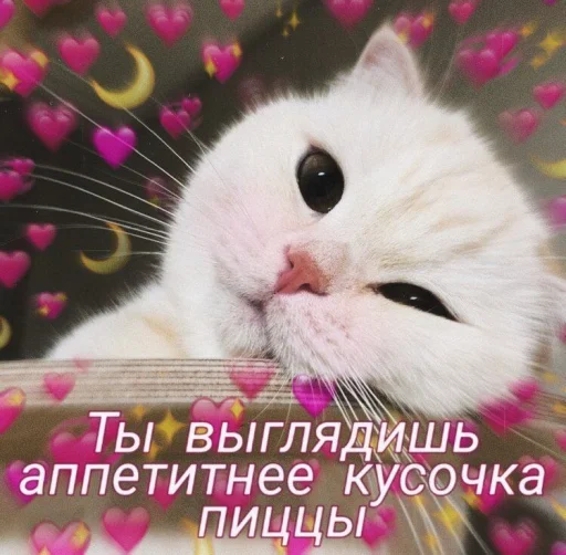 mammal animal small to medium-sized cats