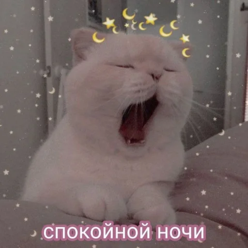 mammal animal felidae