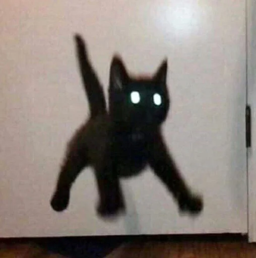 small to medium-sized cats indoor felidae