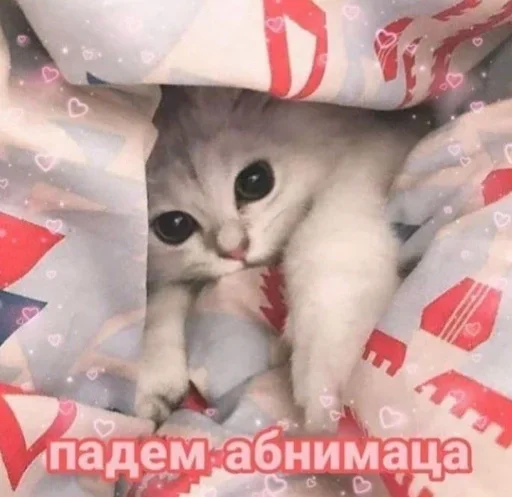 Sticker cutecatsmeme_by_Stickerevobot - 1